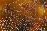 Dewy Web_16734